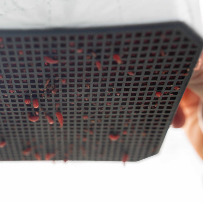 3802 Preston Setaccio MAGGOT RIDDLE