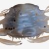 3960 Berkley GULP SALTWATER PEELER CRAB 5cm