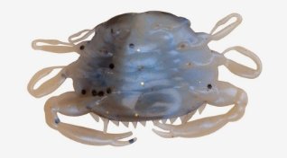3960 Berkley GULP SALTWATER PEELER CRAB 5cm