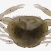 3961 Berkley GULP SALTWATER PEELER CRAB 5cm