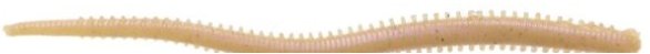 Berkley GULP SALTWATER ISOME FUTOMI 10cm