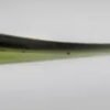 4547 Righetti Bait System HAD V TAIL 6cm
