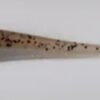 4550 Righetti Bait System HAD V TAIL 6cm