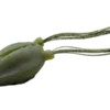 Nories Tanny Frog 2''