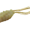Nories Tanny Frog Popper 2''