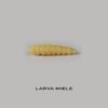 Righetti Larva Del Miele 2.5cm