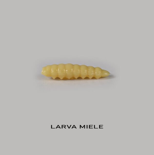 Righetti Larva Del Miele 2.5cm